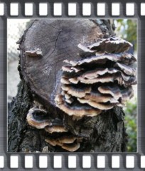 寒くなってきました。