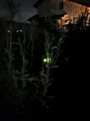 ループ自宅療養日記