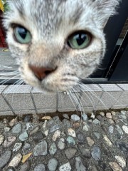 ループ自宅療養日記