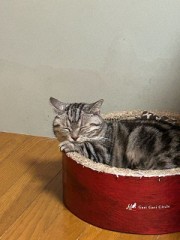 ループ自宅療養日記