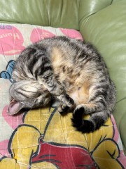 ループ自宅療養日記