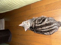 ループ自宅療養日記