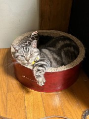 ループ自宅療養日記