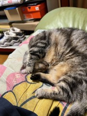 ループ自宅療養日記