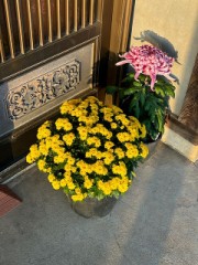 ループ自宅療養日記