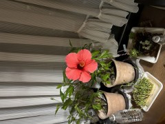 ループ自宅療養日記