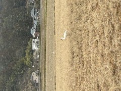 ループ自宅療養日記