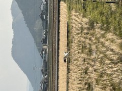 ループ自宅療養日記