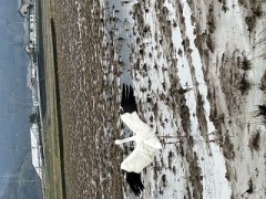 ループ自宅療養日記