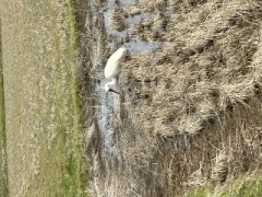 ループ自宅療養日記