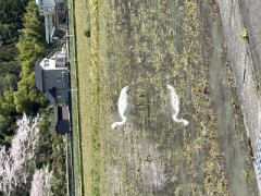 ループ自宅療養日記