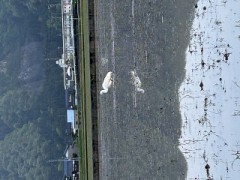 りループ自宅療養日記