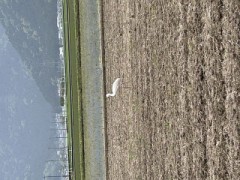 ループ自宅療養日記