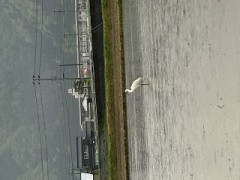 ループ自宅療養日記