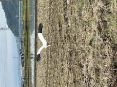 ループ自宅療養日記