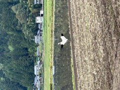 ループ自宅療養日記