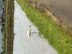 ループ自宅療養日記