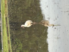 ループ自宅療養日記