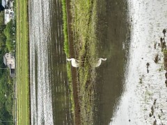 ループ自宅療養日記