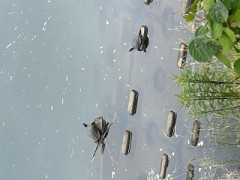 ループ自宅療養日記