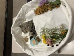 ループ自宅療養日記