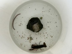 ループ自宅療養日記