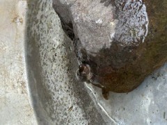 ループ自宅療養日記