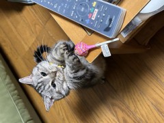 ループ自宅療養日記