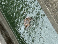 ループ自宅療養日記