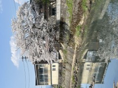 ループ自宅療養日記