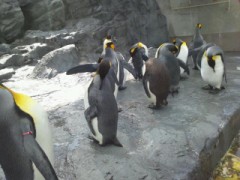 (￣▽￣＝￣▽￣）