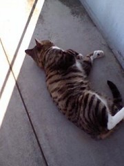 家のネコ