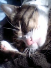 寝れないお(´ω`)