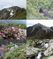 ようやく梅雨らしく