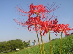 彼岸花 曼珠沙華