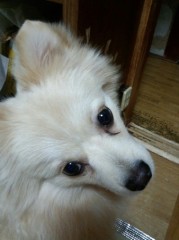 うちのワンコ(・ω・｀っ