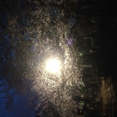 【お題日記】お花見あるある