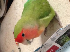 【お題日記】イヌ派？ネコ派？それとも鳥派