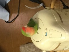 【お題日記】あなたの好きな動物