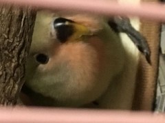 コザクラインコ