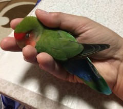 【お題日記】まとめサイトって見たことある？