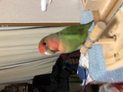 【お題日記】ペット飼ってる？