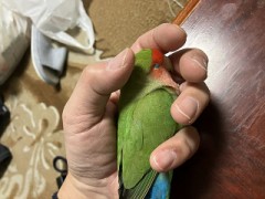 【お題日記】ペットにつけたい名前は？