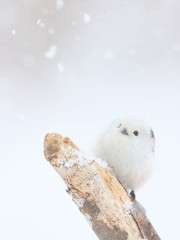 【お題日記】セルフレジ利用経験ありません