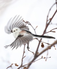【お題日記】背中に乗った事のある動物