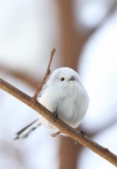 【お題日記】団体競技・個人競技どっちしてた？