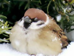【お題日記】業務スーパーでこれは必ず買うってもの