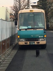 【お題日記】道端の猫に話しかける？