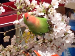 【お題日記】お花見行った？