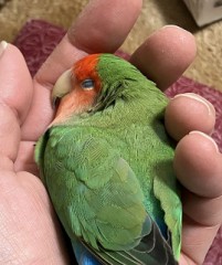 【お題日記】人が幸せになるために一番大事なものは何？